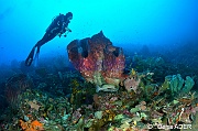 Xestospongia testudinaria Eponge barrique-Ambiance Catherine Wakatobi Wangi Island-34m-20180601-Denis-ADER-DSC_2937_tn